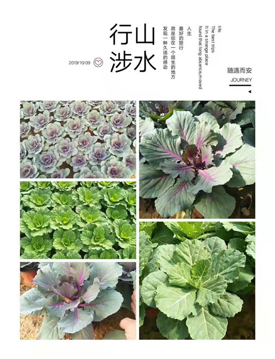 山东羽衣甘蓝 