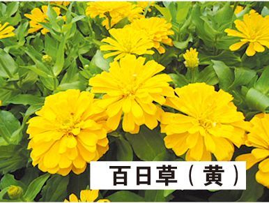 百日草（黄）-青州市林海花卉苗木