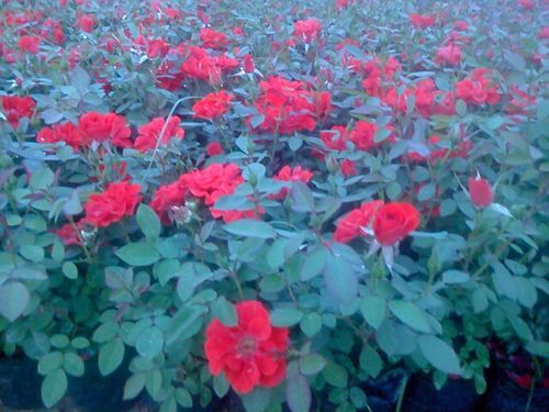 红宝石月季-青州市林海花卉苗木