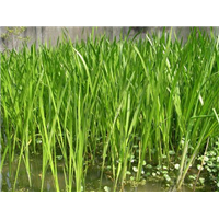水葱-青州市林海花卉苗木