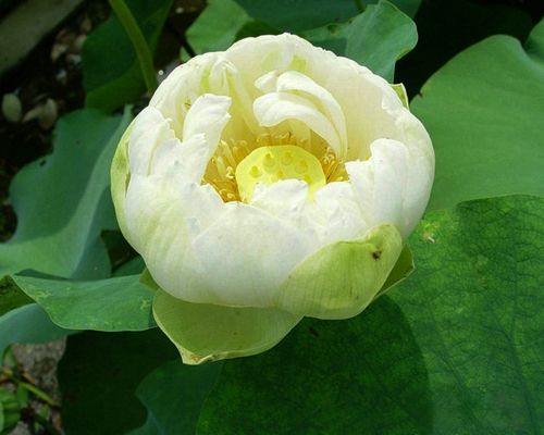 玉碗-青州市林海花卉苗木