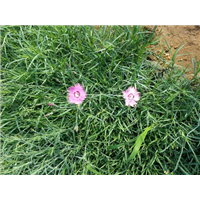 地被石竹-青州市林海花卉苗木