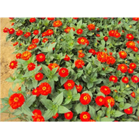 百日草-青州市林海花卉苗木