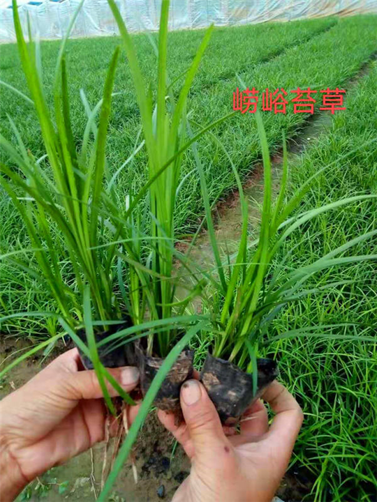 崂峪苔草 