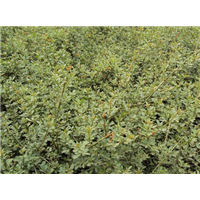 迎春-青州市林海花卉苗木