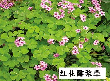 红花酢浆草-青州市林海花卉苗木