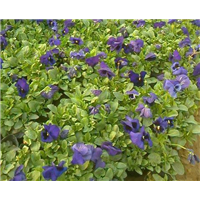 矮牵牛紫色-青州市林海花卉苗木