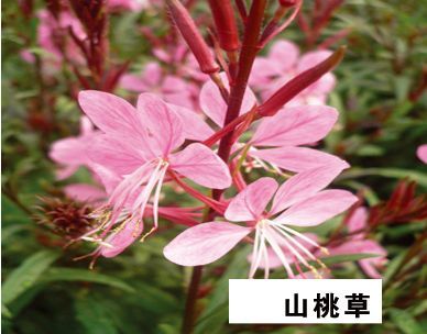 山桃草-青州市林海花卉苗木
