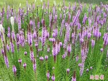 蛇鞭菊-青州市林海花卉苗木