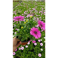 非洲菊-青州市林海花卉