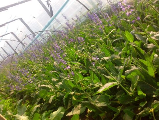 宿根鼠尾草-青州市林海花卉苗木