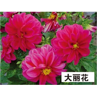 大丽花-青州市林海花卉苗木