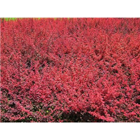 红叶小檗-青州市林海花卉苗木
