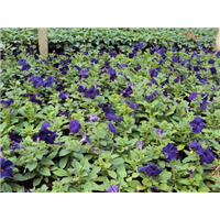 矮牵牛蓝色-青州市林海花卉苗木