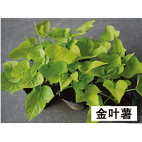 金叶薯-青州市林海花卉苗木