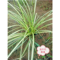 金叶石菖蒲 