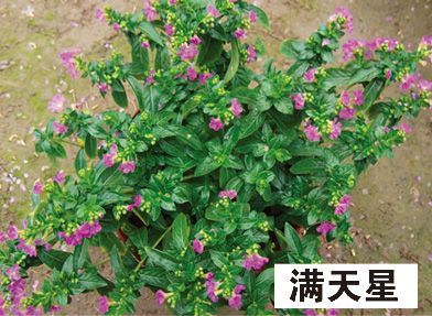 满天星-青州市林海花卉苗木
