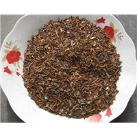 连翘种子-青州市林海花卉苗木