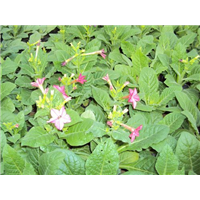 花烟草红色-青州市林海花卉苗木