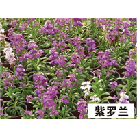 紫罗兰-青州市林海花卉苗木