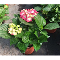八仙花-青州市林海花卉苗木