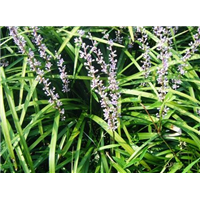 兰花三七-青州市林海花卉苗木