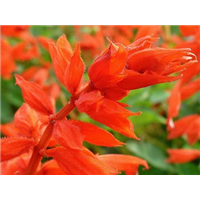 一串红-青州市林海花卉苗木