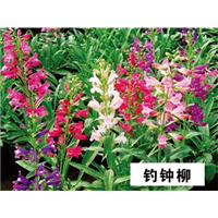 钓钟柳-青州市林海花卉苗木