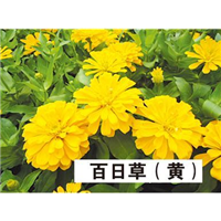 百日草（黄）-青州市林海花卉苗木