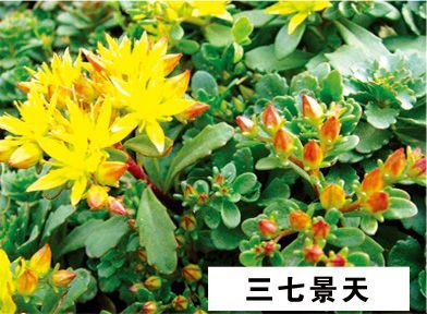 三七景天-青州市林海花卉苗木
