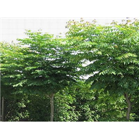 大皂角-青州市林海花卉苗木专业合作社
