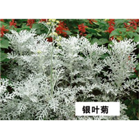 银叶菊-青州市林海花卉苗木