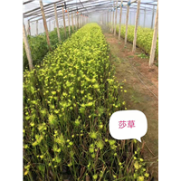 莎草 