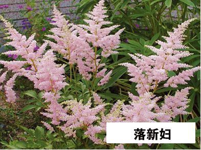 落新妇-青州市林海花卉苗木