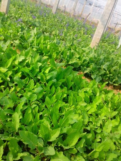 宿根鼠尾草-青州市林海花卉苗木
