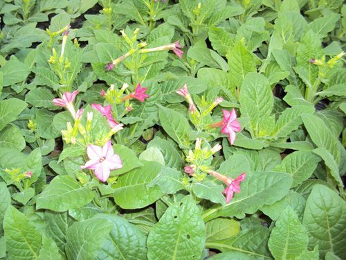 花烟草红色-青州市林海花卉苗木