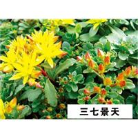 三七景天-青州市林海花卉苗木