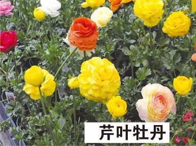 芹叶牡丹-青州市林海花卉苗木