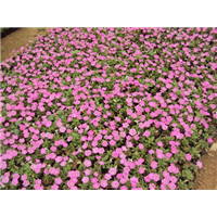 矮牵牛粉色-青州市林海花卉苗木