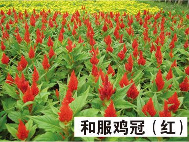 和服鸡冠花（红）-青州市林海花卉苗木