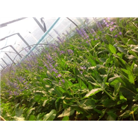 宿根鼠尾草-青州市林海花卉苗木