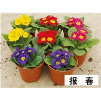 报春-青州市林海花卉苗木