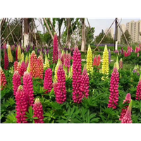 羽扇豆-青州市林海花卉苗木
