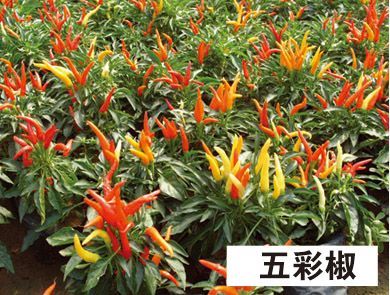 五彩椒-青州市林海花卉苗木
