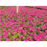矮牵牛玫红-青州市林海花卉苗木