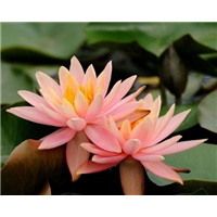 睡莲-青州市林海花卉苗木