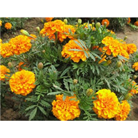 孔雀草-青州市林海花卉苗木
