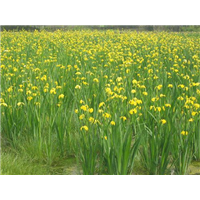 花菖蒲-青州市林海花卉苗木