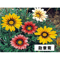 勋章菊-青州市林海花卉苗木