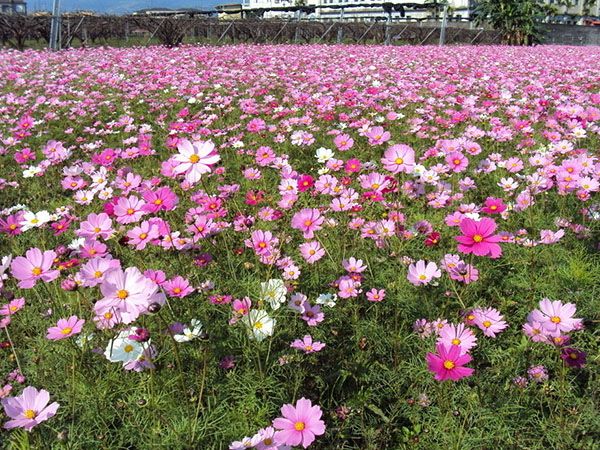 波斯菊花海 